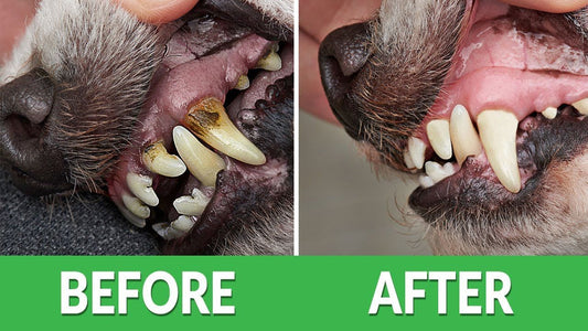 Why Dog Dental Health Matters